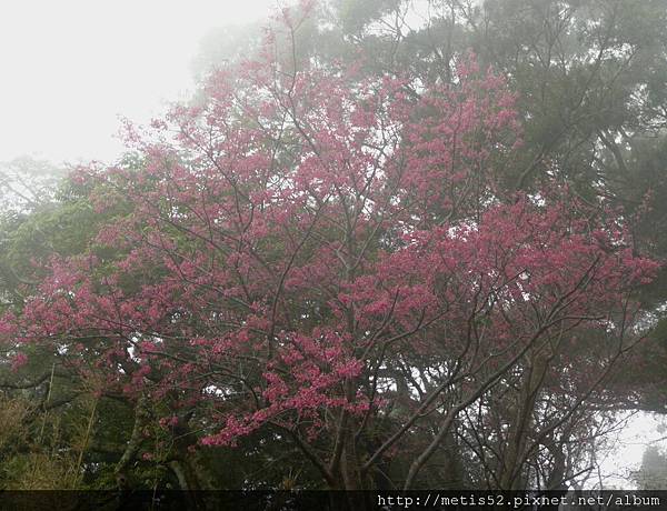 中正山櫻花 (16).JPG