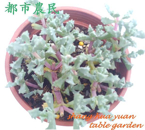 琴爪菊~2.jpg