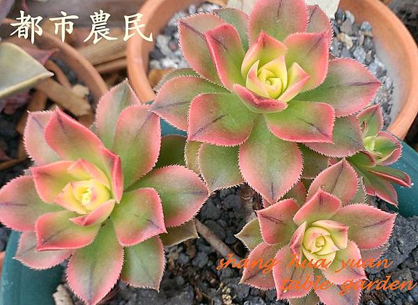 多肉植物品種純欣賞 三色夕映 老株 2 Jpg Metropolisfarmer 的相簿 痞客邦 多肉植物品種純欣賞 三色夕映 老株 2 Jpg Metropolisfarmer 的相簿 痞客邦