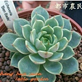 Echeveria  Ben Badis