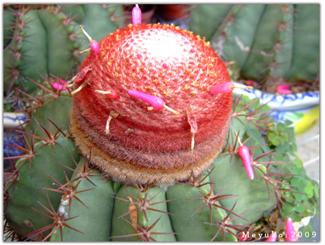 花座仙人掌Melocactus