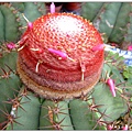 花座仙人掌Melocactus