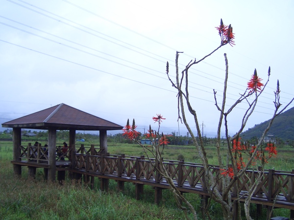 馬太鞍溼地上的小涼亭