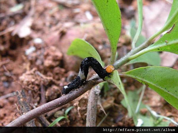 100811蘿蔔坑 Plusiodonta coelonota (Kollar, 1844) 肖金夜蛾毛蟲.JPG