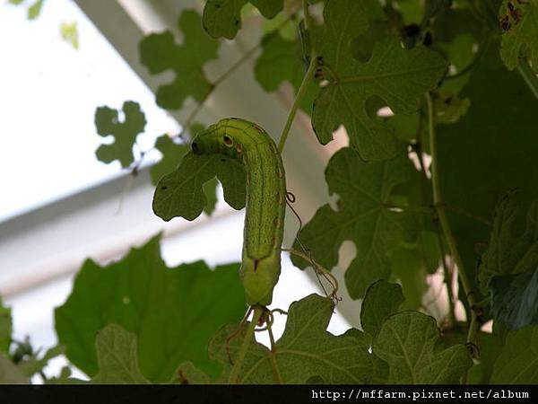 090506吃山葡萄的紅裏斜紋天蛾（後紅斜紋天蛾）Theretra alecto 幼蟲.JPG