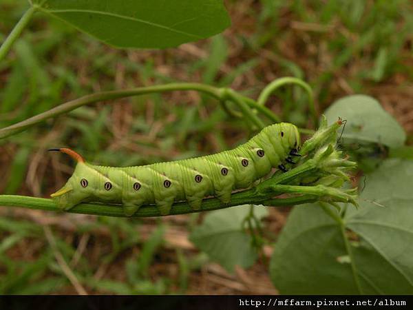 100929蘿蔔坑白薯天蛾(甘薯天蛾／蝦殼天蛾) Agrius convolvuli (Linnaeus, 1758)  吃旋花科.JPG