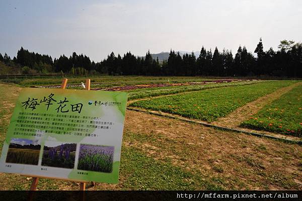 2012-3-29上午桃花緣活動照 026