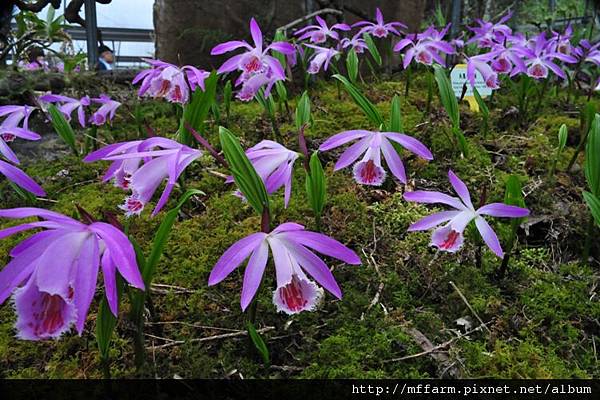 2012-4-3桃花緣活動照 141