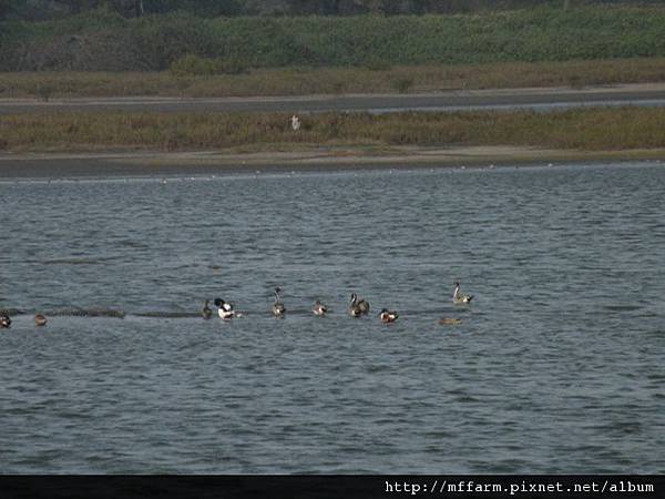 120215鰲鼓賞鳥 脖子有細白條紋為尖尾鴨