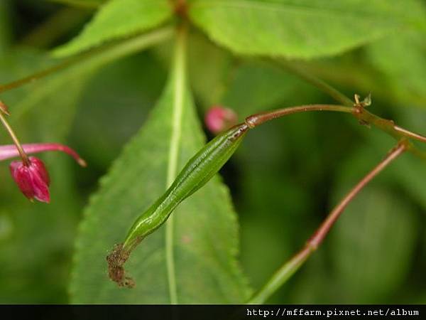 120811棣慕華鳳仙花 (1)