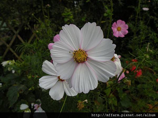 120820溫帶花卉區 波斯菊