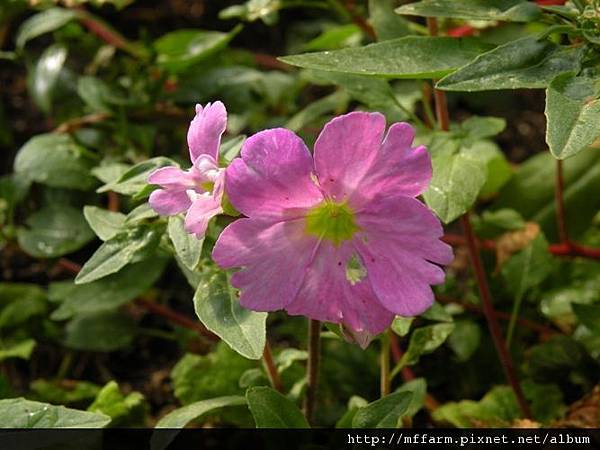 120820溫帶花卉區 報春花