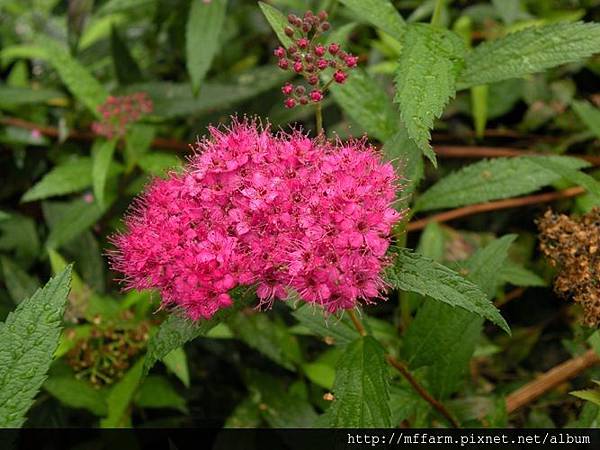 120820溫帶花卉區 紅花繡線菊