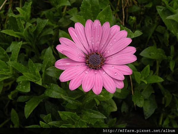 120820溫帶花卉區 藍眼菊