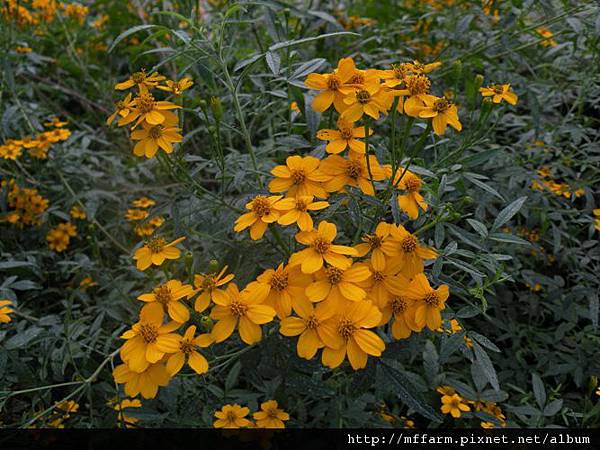 121115溫帶花卉區 芳香萬壽菊