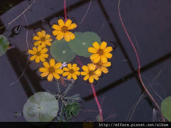 121115溫帶花卉區 水池倒影