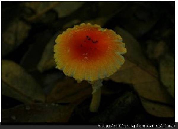 紅托鵝膏菌 紅托鵝膏菌