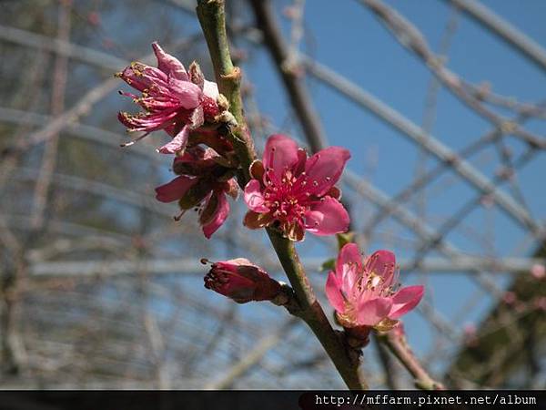 130223水蜜桃花廊 水蜜桃花 (2)