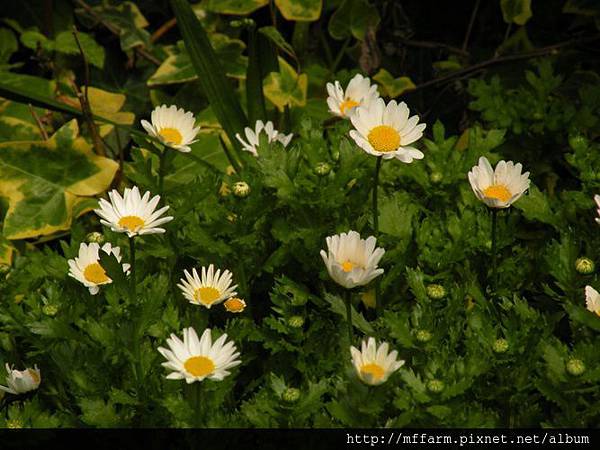 130223溫帶花卉區 白金菊