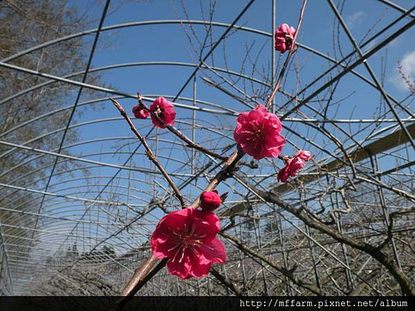 130223水蜜桃花廊 蟠桃花 (3)