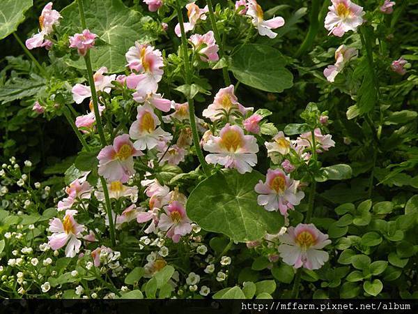 130223溫帶花卉區 蝴蝶花