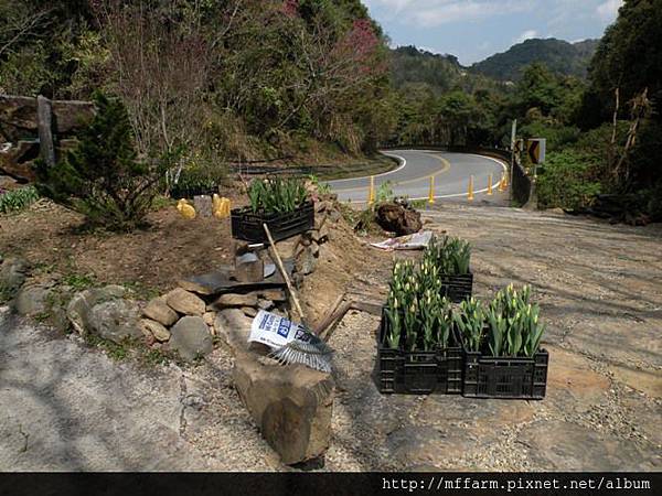 130225種鬱金香的大門口 (2)