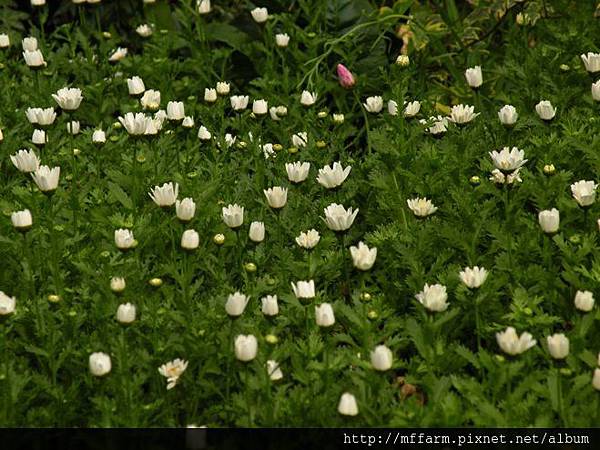 130311溫帶花卉區  白晶菊