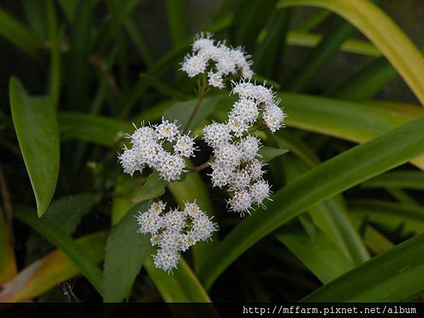 130311溫帶花卉區 白花霍香薊