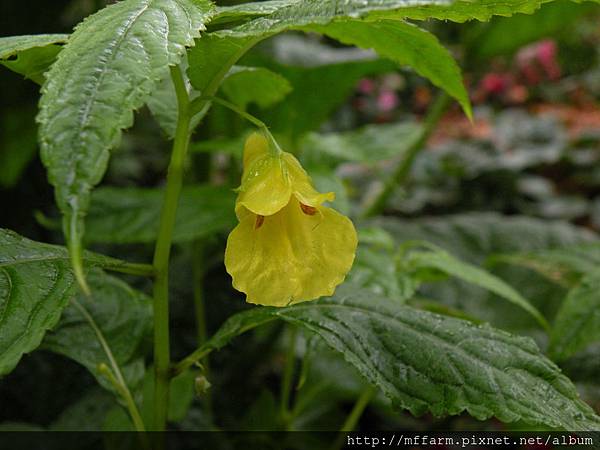 130413溫帶花卉區 黃花鳳仙花