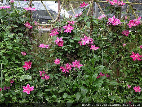 130413溫帶花卉區 鐵線蓮