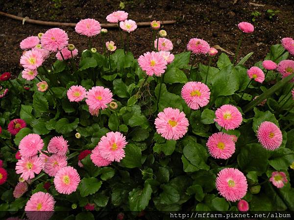 130413溫帶花卉區 小雛菊 (1)