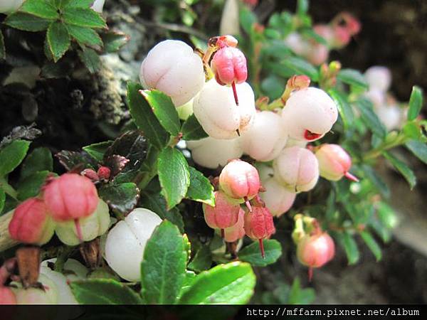 7-高山白珠樹-IMG_9161 7-高山白珠樹-IMG_9161