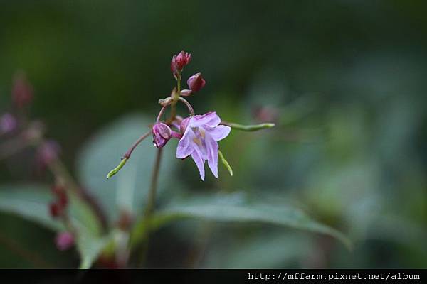 140727溫帶花卉區 棣慕華鳳仙花