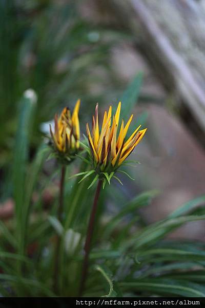 140727溫帶花卉區 勳章菊