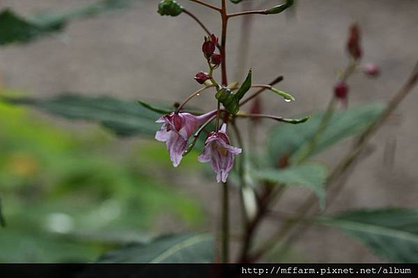 140816溫帶花卉區 棣慕華鳳仙花1