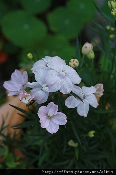 140926溫帶花卉區 疑似大飛燕草