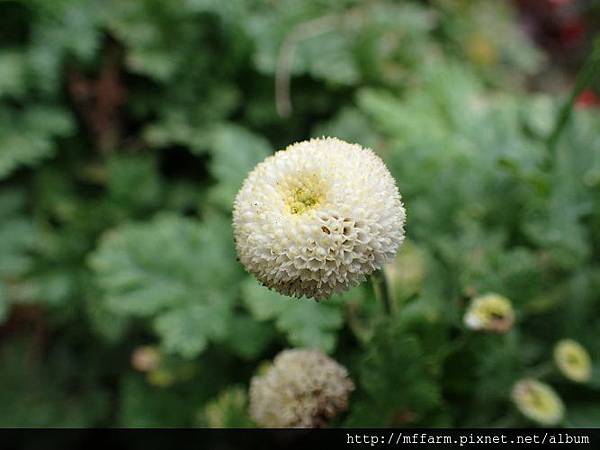 小白菊