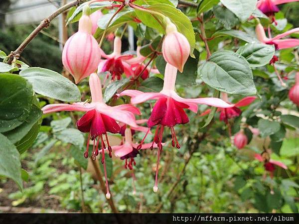 吊鐘花