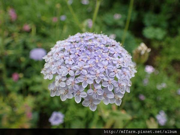 翠珠花(藍蕾絲花)