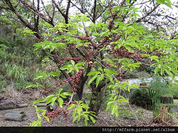 141220春陽 水生植物池 幹生榕