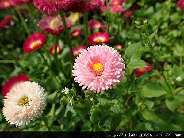 小雛菊