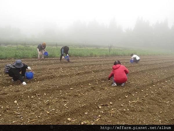 20150413園藝疏壓(李圓恩) 學員開始種植馬鈴薯 (7)