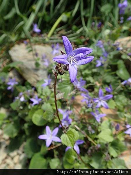 星花風鈴花