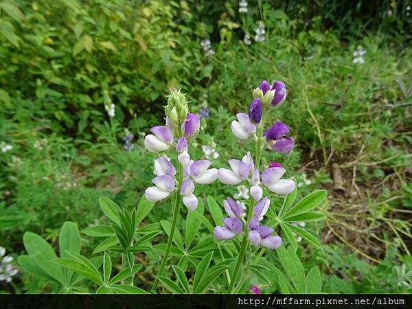 羽扇豆(魯冰花)