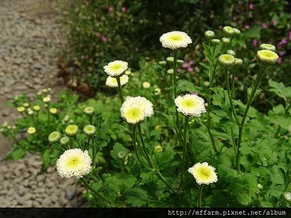 夏菊