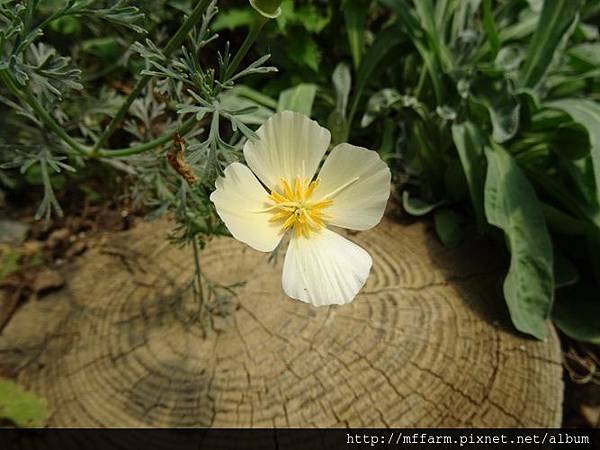 花菱草