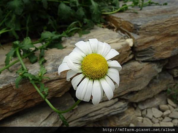 西洋濱菊