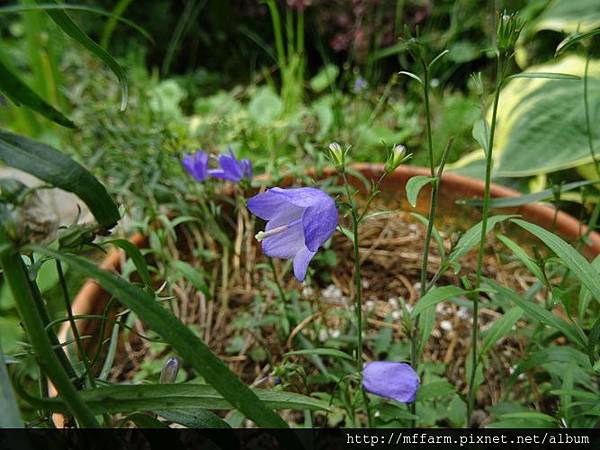 蔓性風鈴花