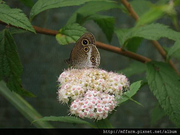 白帶波眼蝶IMG_5711 白帶波眼蝶IMG_5711