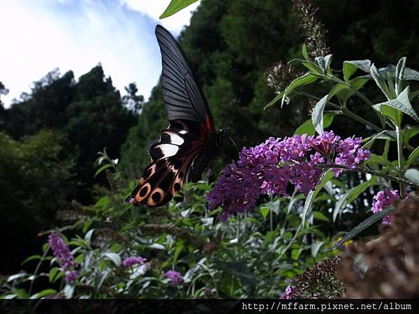 臺灣鳳蝶R0018900 臺灣鳳蝶R0018900